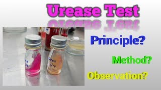 Urease Test Microbiology [upl. by Niuqaoj663]