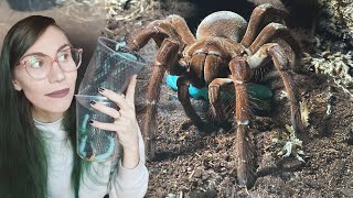 My most FOODAGGRESSIVE Tarantulas FEAST on WORMS ft Goliath Bird Eater Dancing [upl. by Kimura]