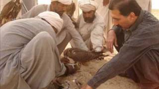 Houbara Bustard hunting in Pakistan Ahmad Nabi Sultan SWAT [upl. by Ajim479]