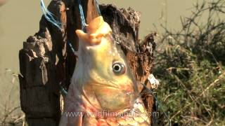 Fish  What a catch at Doyang river Nagaland [upl. by Weslee]