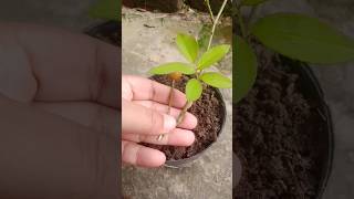 How to grow rose flower plant from seed shorts [upl. by Auof]