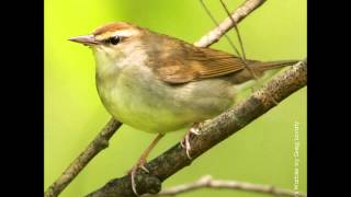 Swainsons Warbler Song [upl. by Alahs]