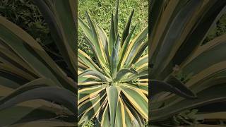 Agave americanacentury plant [upl. by Allimaj]