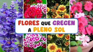 10 FLORES que CRECEN A PLENO SOL SIN PROBLEMAS [upl. by Kata]