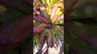 Bromelias d sol y semisol sun and semi shade Bromeliads 😎 [upl. by Ahseret]