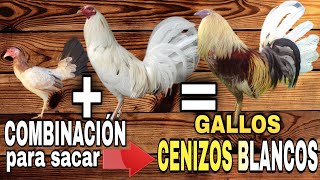 COMBINACIÓN para sacar Gallos CENIZOS BLANCOS  Gallos Finos🐓 [upl. by Dode]