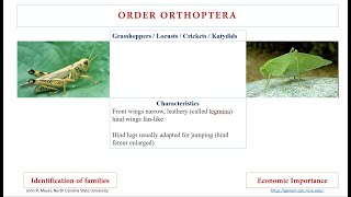 Order Orthoptera [upl. by Stelu]