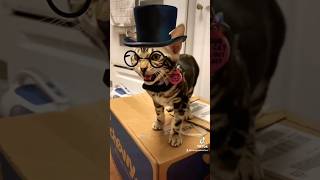 Gentlewoman Gwen cute bengalcat kitten [upl. by Sedda]