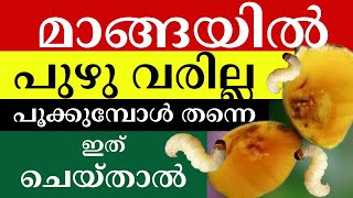 മാങ്ങ പുഴു ആകാതിരിക്കാൻ  How to Prevent Pest Worms in Ripened Mangoes [upl. by Cindy]