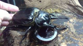 HD Megasoma actaeon love Beetle Jelly from Kingdom of Beetle Taiwan origin PeruMP4 [upl. by Erwin]