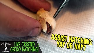 LIVE CRESTED GECKO HATCHING assist hatching yay or nay [upl. by Uaerraj]