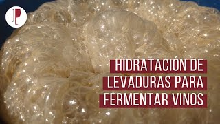 Hidratación de levaduras para fermentar vinos [upl. by Oecile]