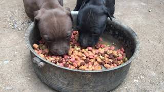 Cómo alimentar a Cachorros pitbull de 1 mes recién destetados dia 1 [upl. by Erodroeht]