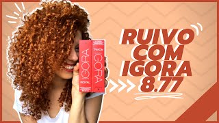 RUIVO COM TINTA IGORA 877  RESENHA [upl. by Etnomaj150]