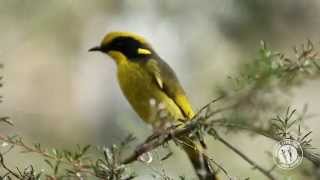 Meet the Helmeted Honeyeater [upl. by Ajet210]