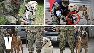 Los Heroes Que Salvaron Vidas Durante el Terremoto  TERREMOTO MEXICO 2017 [upl. by Nyleek]