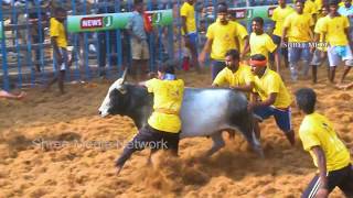 கோவை ஜல்லிக்கட்டு  2019  Mega Jallikattu held at Kovai Jallikattu jallikattukovai [upl. by Thrasher]