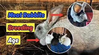 What is the Right Age for Breeding Young Meat Rabbits When to start breeding meat rabbits [upl. by Tomkins185]