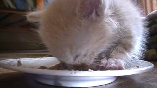 Stray baby kitten learning to eat  take 1 [upl. by Suoirred]