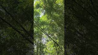 BE LIKE BAMBOO THE HIGHER YOU GROW THE DEEPER YOU BOW trending viralvideo shorts shortvideo [upl. by Coucher232]