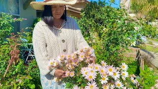 Heirloom Chrysanthemums Flowers  Garden Tour  My Personal Collection [upl. by Ondine586]