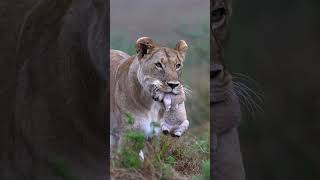 Lioness Gently Carries Her Baby Cub Through the Wild  WildlifeMoments [upl. by Wenonah]