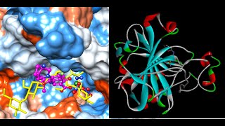 MOE ProteinEnzyme Preparation [upl. by Treharne]