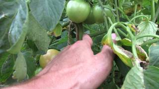 What Exactly is Single Stem Tomato Pruning A Video Example  TRG 2014 [upl. by Radbun]