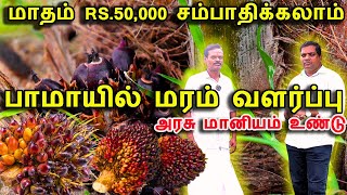 8 ஏக்கரில் பாமாயில் சாகுபடி  Palm oil tree in tamil  agriculture business ideas in tamil [upl. by Nena]