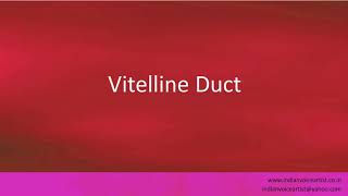 Pronunciation of the words quotVitelline Ductquot [upl. by Camilia]