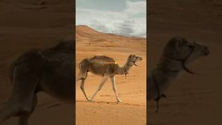 camels running camel walking shorts video🐪🐪 shorts shortvideo vlog minivlog running camel [upl. by Boggers]