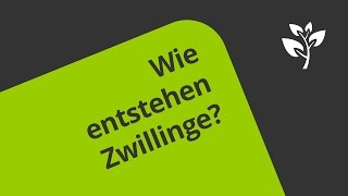 Die Entstehung von Zwillingen  Biologie  Humanbiologie [upl. by Eirehc893]