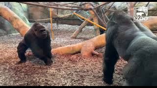 Silverback Gorilla Mbeli Introduced to his Female Troop  Cincinnati Zoo [upl. by Yeleen]