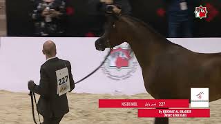 227 NISSER BABEL  ABU DHABI INTERNATIONAL HORSE CHAMPIONSHIP 22  25 February 2024 [upl. by Baalbeer]