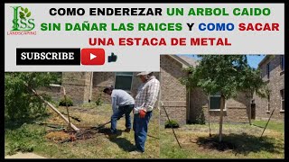 COMO ENDEREZAR UN ARBOL CAIDO SIN DAÑAR LAS RAICES Y COMO SACAR LAS ESTACAS DE METAL [upl. by Ecirb570]