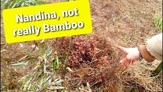 Nandina Heavenly Bamboo vs Real Bamboo [upl. by Spark799]