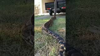 Big python snake unbelievable scene snake python shorts [upl. by Eiram]