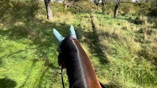 FMA im Stall🧹 Baden und Ausreiten gehen🐴💦🌳  Kim‘s Horse Blog [upl. by Anette386]