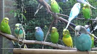 10 minuten parkieten plezier  10 minutes of budgie fun [upl. by Fanya454]