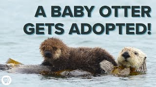 Inside an ADORABLE Sea Otter Adoption Program [upl. by Yliah439]