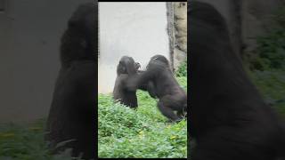 gorilla fun playing 😆 gorillatag 金剛猩猩 台北市立動物園 shorts [upl. by Favian]