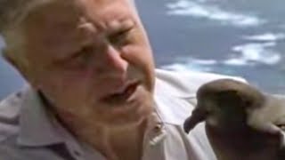 Bird Calls from David Attenborough Invite Wild Petrel Birds  BBC Studios [upl. by Aria76]