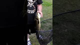 Can He Catch This Really Big Fish shorts fishing bowfin [upl. by Esahc999]