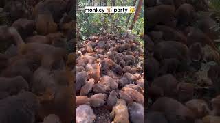 Hanuman 🙏🐒🐒funnyshorts monkey animals [upl. by Fitzhugh]