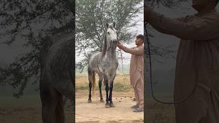 Best Dancing Horse For Sale in Pakistan 2024 [upl. by Adnolay570]