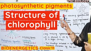 Role of pigments in photosynthesis  Chlorophyll and carotenoids class 11 Bioenergetics urduhindi [upl. by Azar326]