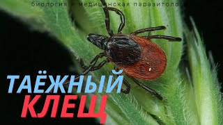 Таёжный Клещ Ixodes Persulcates Жизненный Цикл Личинка Таёжного Клеща Морфология [upl. by Cestar]