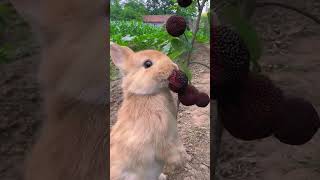 The little rabbit eats red bayberry and makes me want to look at it Cute pet rabbit Cute pet in t [upl. by Initirb663]