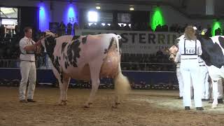 SCHAU DER BESTEN 2024 Videos von CATTLEde  Teil 26 [upl. by Mulloy366]