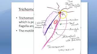 Parasitology 046 a Trichomonas Vaginalis INCREASES pH ANEROBIC protozoa Strawberry CPLM PEM [upl. by Richlad761]